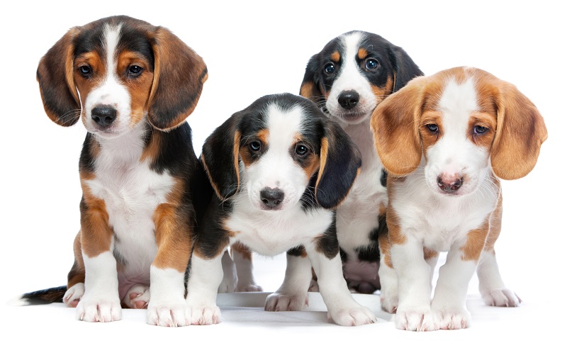 Bild zu Hundehalter-Haftpflicht
